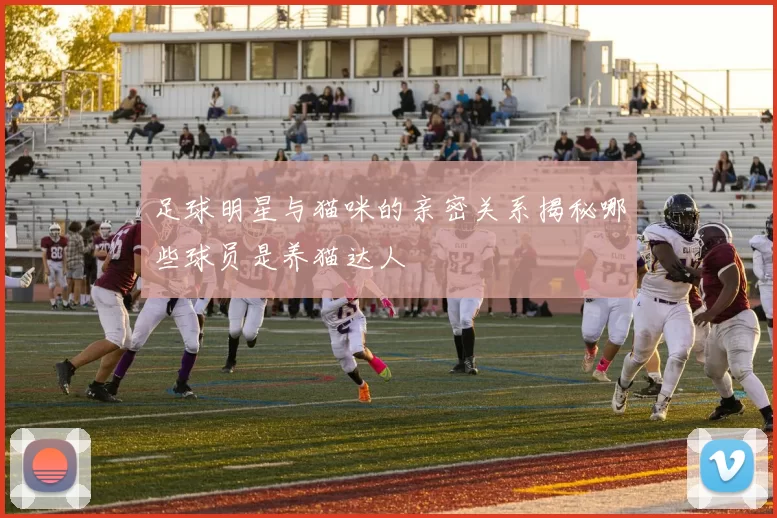 足球明星与猫咪的亲密关系揭秘哪些球员是养猫达人